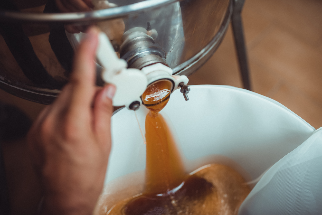 Honey extraction: a beekeeper opens the honey extractor’s faucet and the honey comes out