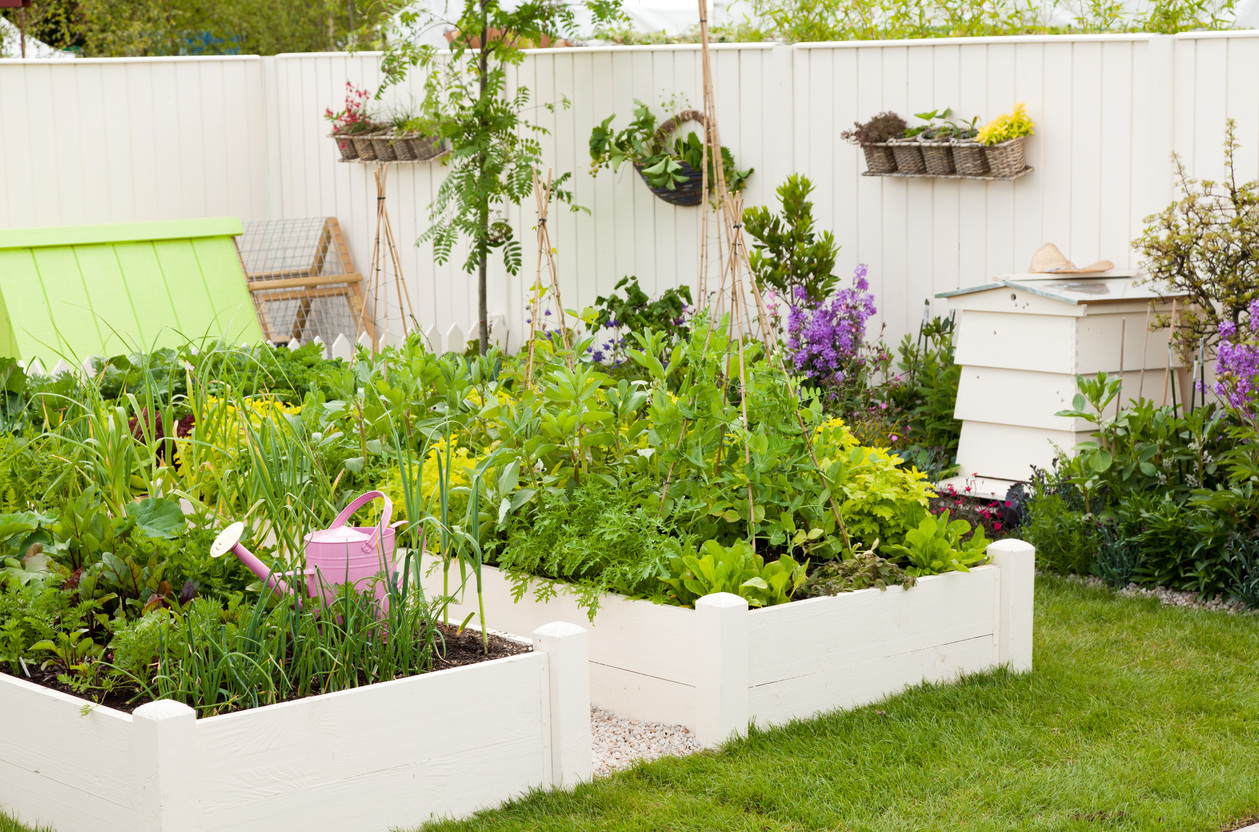 Vegetable garden