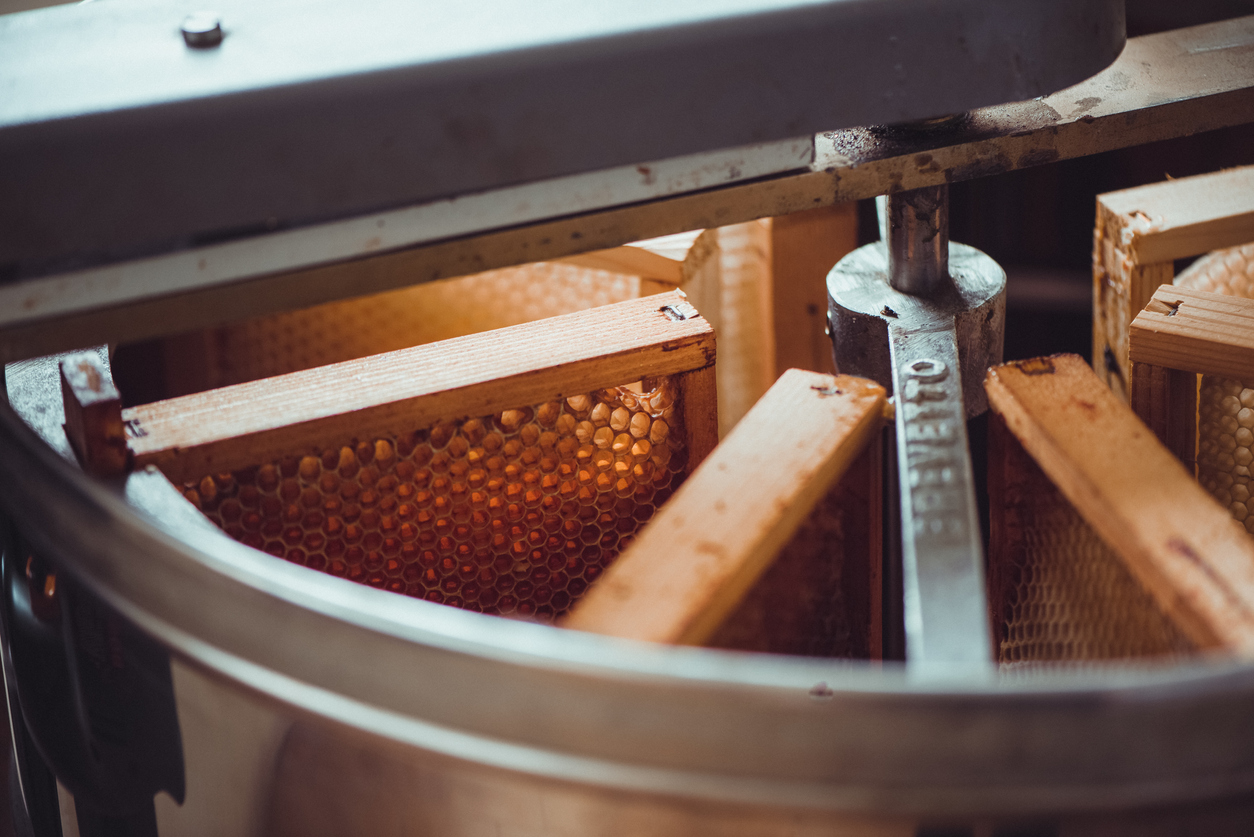 Honey extraction: some honeycombs inserted into the extractor, a machine used to extract honey from the combs