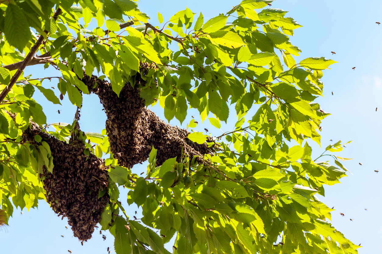 Bee swarm on tree