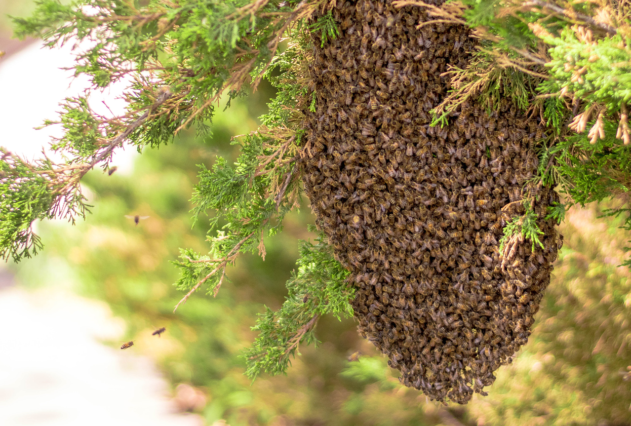 Honey Bees