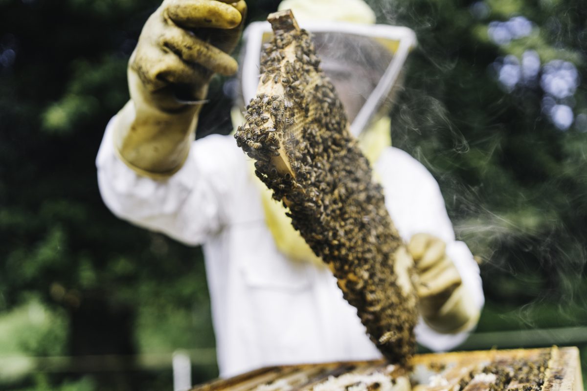 Restore Bees Rescue & Relocation - Backyard Bees